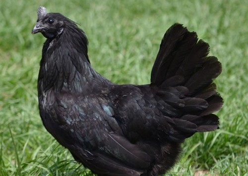 Sale fertile extra rare - sale,