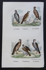 BUFFON début 19ème - Gravure