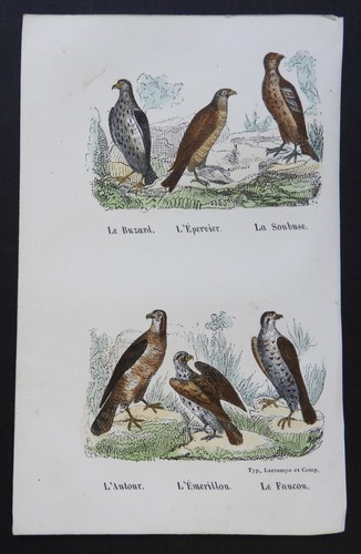 Buffon début 19ème - buffon, gravure