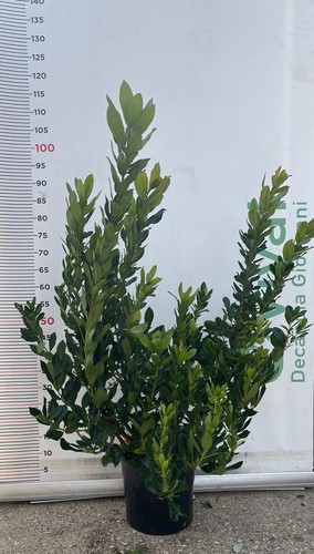 Plante arbousier arbutus - d'arbousier,