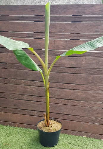 Musa speciosa bananier x - x,