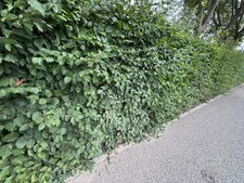 Charme commun (Carpinus