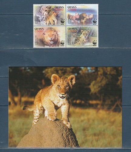 Wwf ghana nature faune lion - ghana,