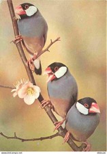 Carte Postale - Animaux -