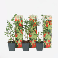 Baie de Goji - Set de 3 - Lycium barbarum - Hauteur 25-40cm - ⌀9cm