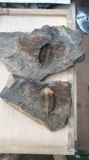 Trilobite Ordovicien