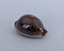 Cypraea Staphylaea Laevigata