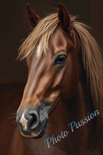 Photo A4 Cheval élégant