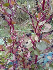 30 Graines d'Epinard De