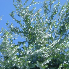 Eucalyptus gunnii - Gommier