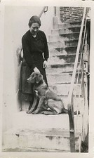 ANTIQUE PHOTO - VINTAGE SNAPSHOT - DOG PUPPY LABRADOR FUNNY STAIRCASE - DOG