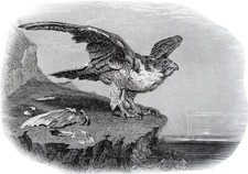 ANIMAUX - Un FAUCON PELERIN