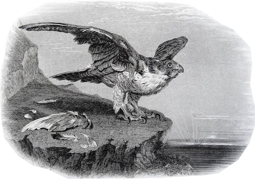 Animaux faucon pelerin - faucon,