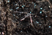 SELENIUM * CRYSTALS ON MATRIX * VERY RARE !!! Kladno, CZECH REPUBLIC