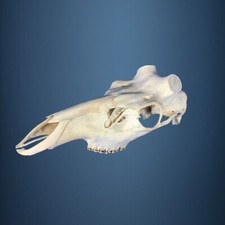 455SKU Crane de cerf, bois de