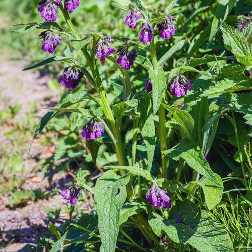 Comfrey plant roots - 10,