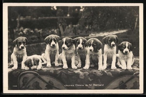 Carte postale jeunes chiens - postale,