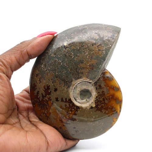 Ammonite entière - , de