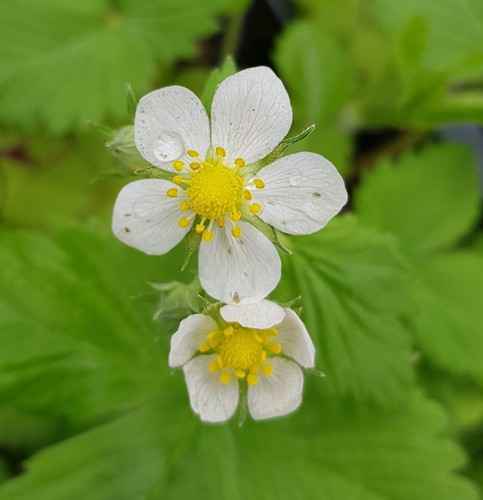 Fragaria alpina fraisier des - fragaria,