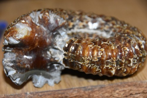 Grande ammonite douvilleiceras - grande,