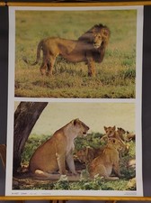 Vintage Photo Poster Mural Wall Chart Africa Lion Male Female