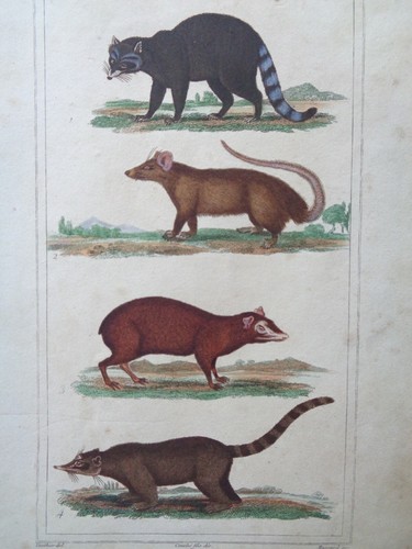 Buffoon valehier old - buffoon, /