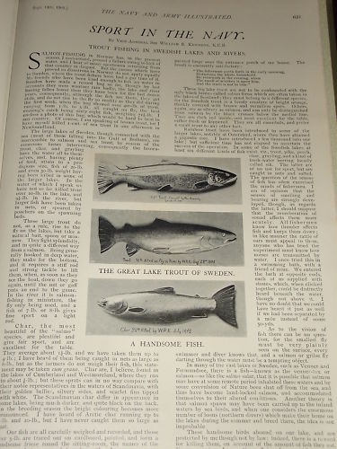 1901 article pêche à la - 1901,