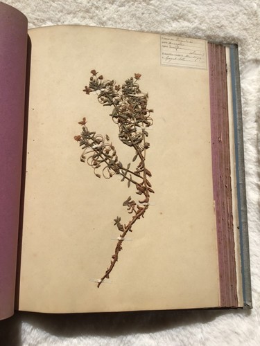 Rare livre herbier ancien - livre, 1879
