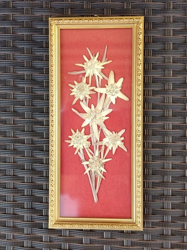Cadre herbier fleurs - herbier,
