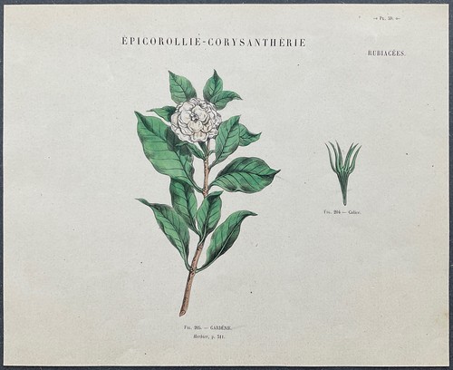 Herbier gardénie gravure - gardénie,