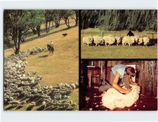 Postcard Sheep Mustering and Shearing Australia