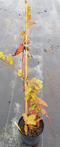 Rubus paniculatus ronce - /,