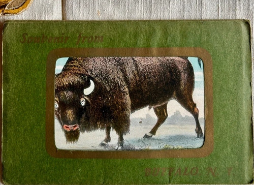 Buffalo usa 1900 bison - 1900,