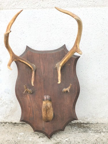 Taxidermie trophée chasse - trophée,