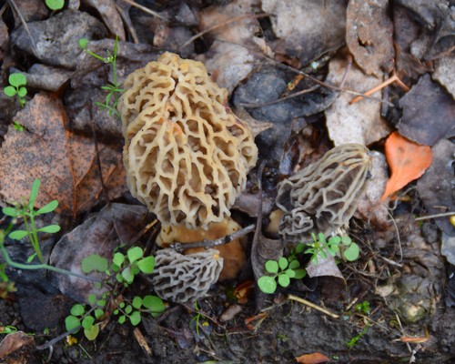 Morel habitat kit free - kit®,