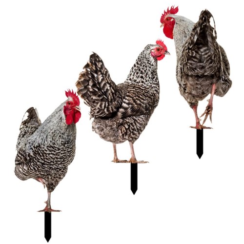 Chicken picket decor garden - , 3