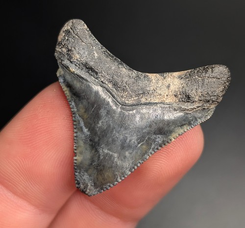 Rare lightning megalodon - megalodon, shark