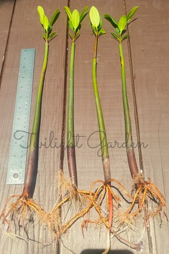 Mangroves inches - 12+,