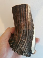 261.CORNE DE CERF ROUGE