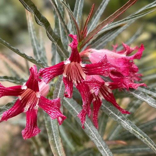 Adenium somalense var - ., crispum