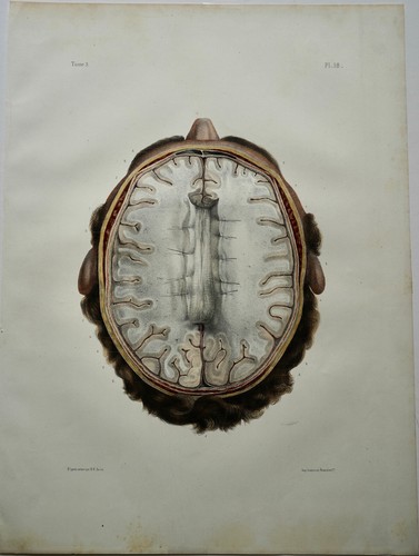 Bourgery jacob anatomie - bourgery,