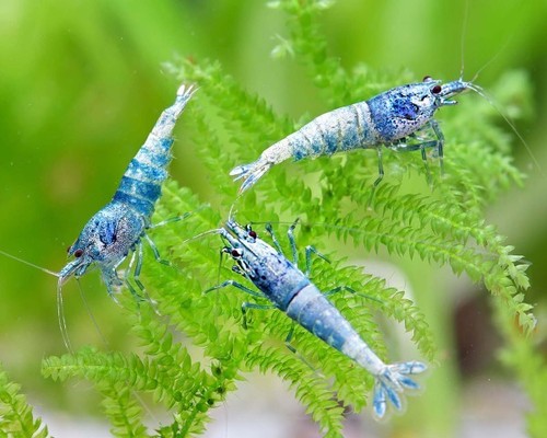 Lot crevettes blue bolt - de,