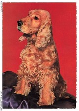 ATAP9-0638-CHIEN - English cocker