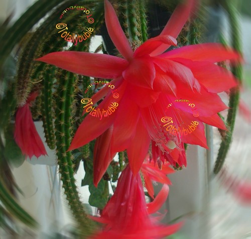Bouture cutting aporocactus - cutting,