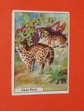 CHROMO 1900-1925 CHOCOLATE PUPIER SAINT-ETIENNE CAT DWARF