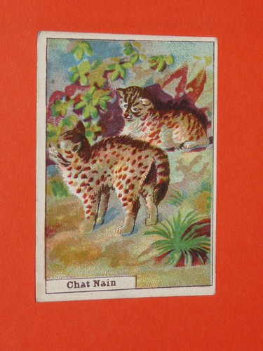 Chromo 1900 1925 chocolat - chromo, 1900-1925