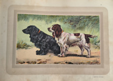 Chien, Chasse, Cocker Spaniel, Planche Couleur, Malher, Castellan, 1938