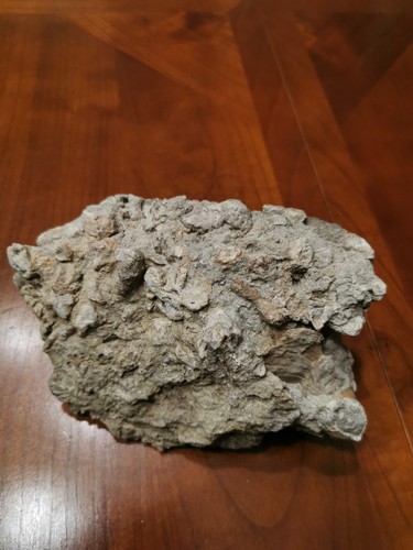 Corail fossile gros rare - fossile,