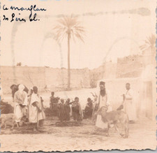 Algérie, un mouflon des