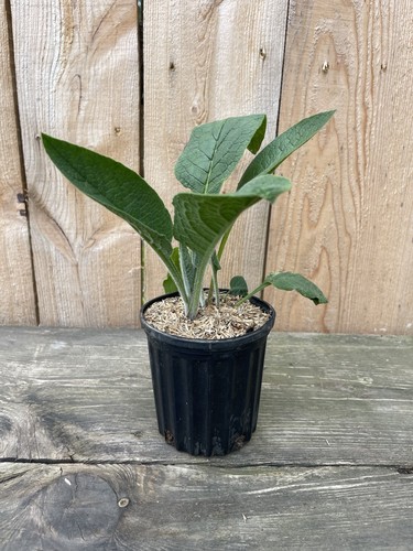 Comfrey live quart size - comfrey,